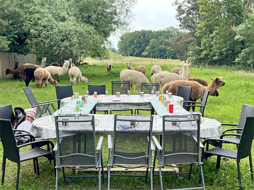 Teamevent Alpaka Picknick
